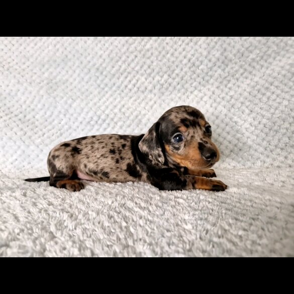 Dachshund (Standard &amp; Miniature) - Both