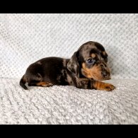 Dachshund (Standard &amp; Miniature) - Both