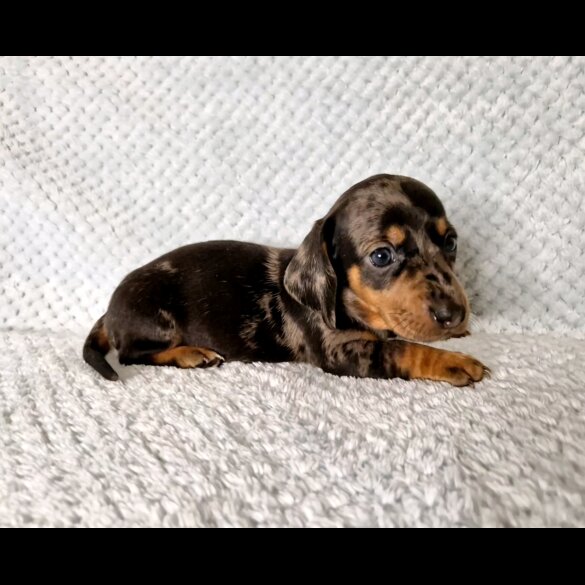 Dachshund (Standard &amp; Miniature) - Both