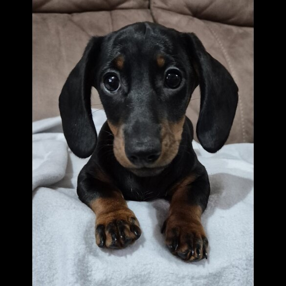 Dachshund (Standard &amp; Miniature) - Both