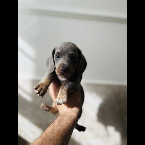 Dachshund (Standard &amp; Miniature) - Both