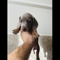 Dachshund (Standard &amp; Miniature) - Both