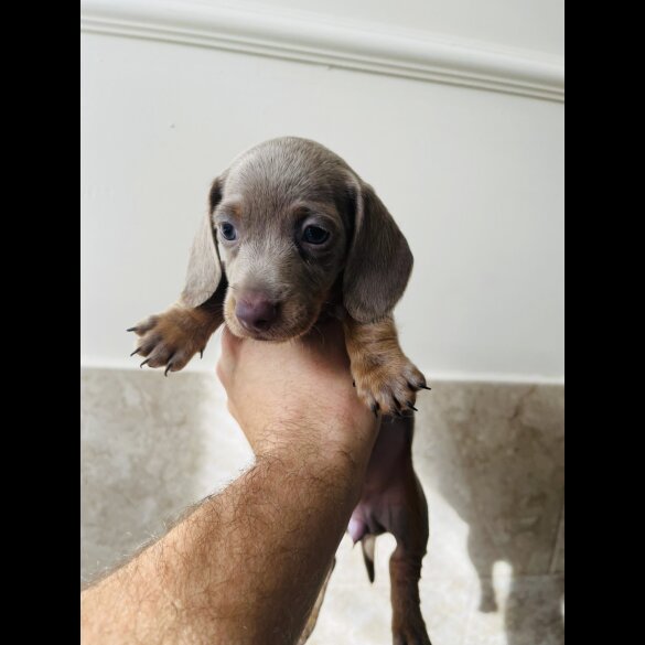 Dachshund (Standard &amp; Miniature) - Both