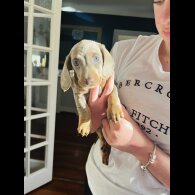 Dachshund (Standard &amp; Miniature) - Both