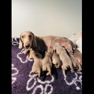 Dachshund (Standard &amp; Miniature) - Both
