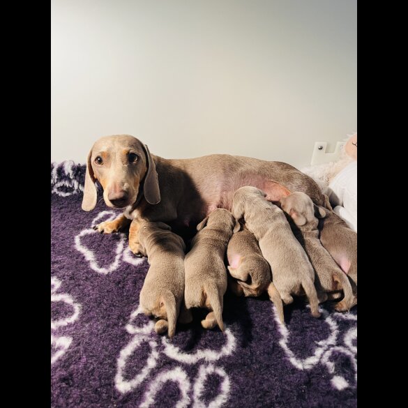 Dachshund (Standard &amp; Miniature) - Both