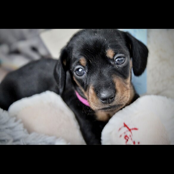 Dachshund (Standard &amp; Miniature) - Both