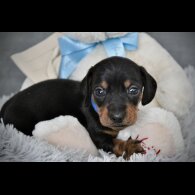 Dachshund (Standard &amp; Miniature) - Both