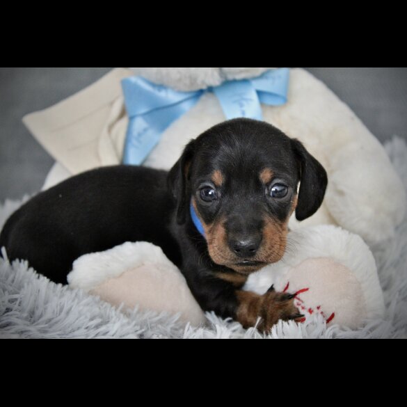 Dachshund (Standard &amp; Miniature) - Both