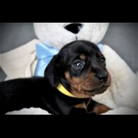 Dachshund (Standard &amp; Miniature) - Both