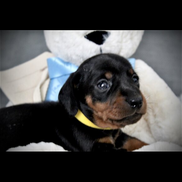 Dachshund (Standard &amp; Miniature) - Both