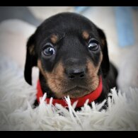 Dachshund (Standard &amp; Miniature) - Both