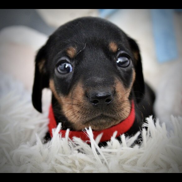 Dachshund (Standard &amp; Miniature) - Both