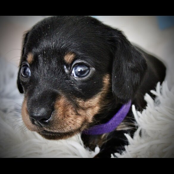 Dachshund (Standard &amp; Miniature) - Both