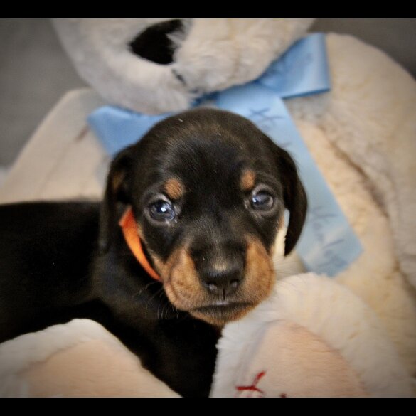 Dachshund (Standard &amp; Miniature) - Both
