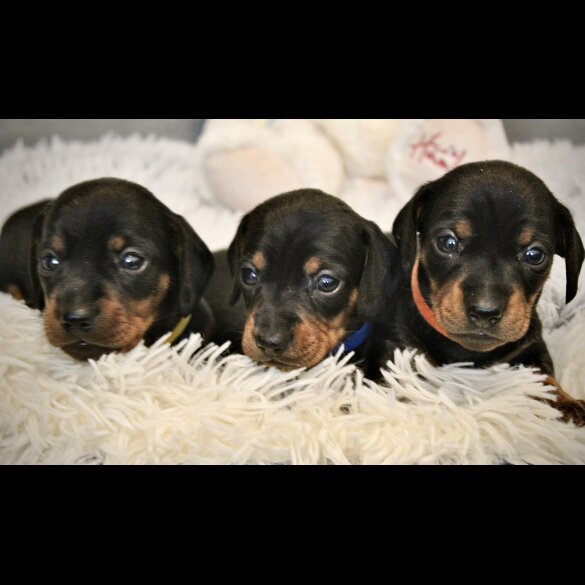 Dachshund (Standard &amp; Miniature) - Both