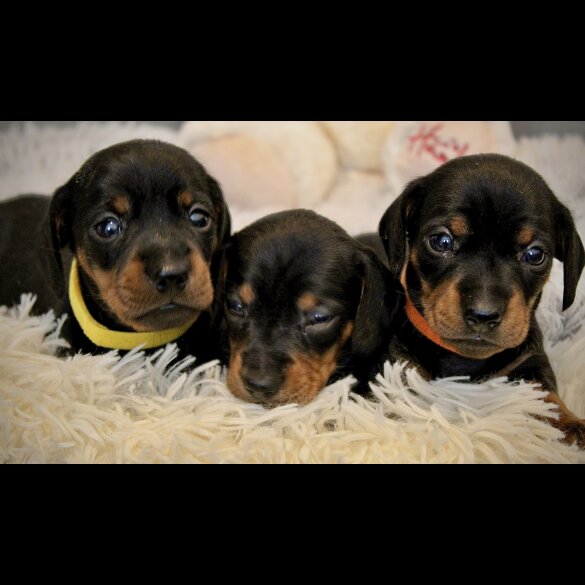 Dachshund (Standard &amp; Miniature) - Both