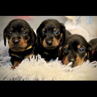 Dachshund (Standard &amp; Miniature) - Both