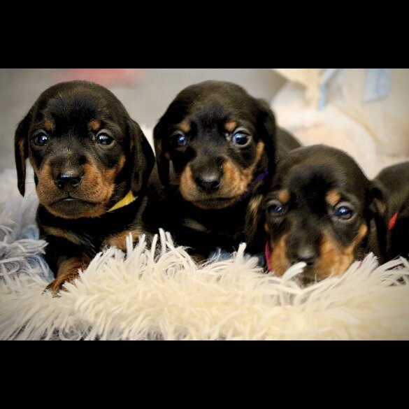 Dachshund (Standard &amp; Miniature) - Both