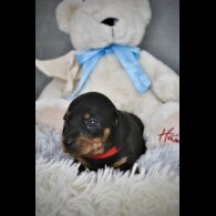 Dachshund (Standard &amp; Miniature) - Both