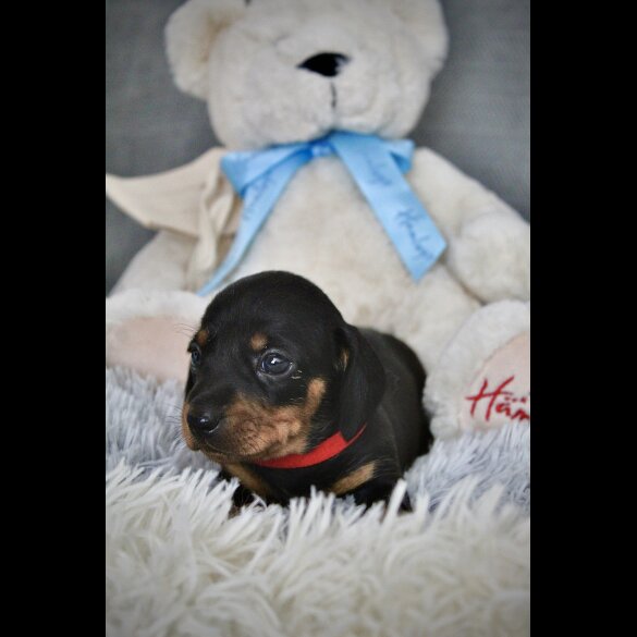 Dachshund (Standard &amp; Miniature) - Both