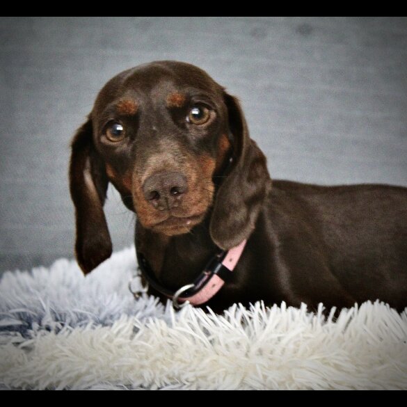 Dachshund (Standard &amp; Miniature) - Both