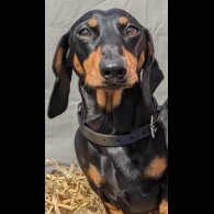 Dachshund (Standard &amp; Miniature) - Both