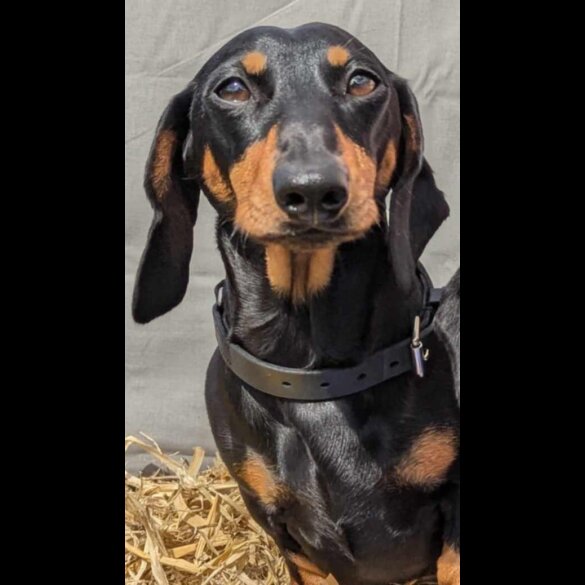 Dachshund (Standard &amp; Miniature) - Both