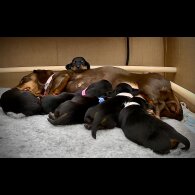 Dachshund (Standard &amp; Miniature) - Both