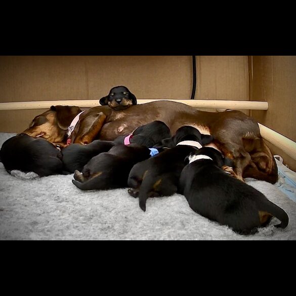 Dachshund (Standard &amp; Miniature) - Both