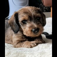 Dachshund (Standard &amp; Miniature) - Both