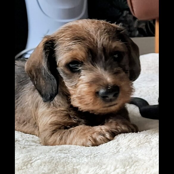 Dachshund (Standard &amp; Miniature) - Both