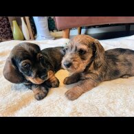 Dachshund (Standard &amp; Miniature) - Both