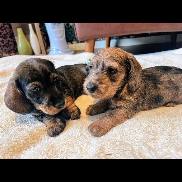 Dachshund (Standard &amp; Miniature) - Both