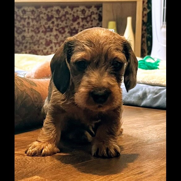 Dachshund (Standard &amp; Miniature) - Both