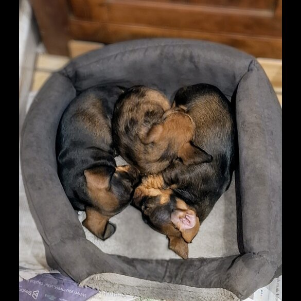 Dachshund (Standard &amp; Miniature) - Both