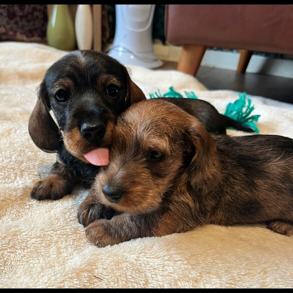 Dachshund (Standard &amp; Miniature) - Both