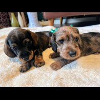 Dachshund (Standard &amp; Miniature) - Both