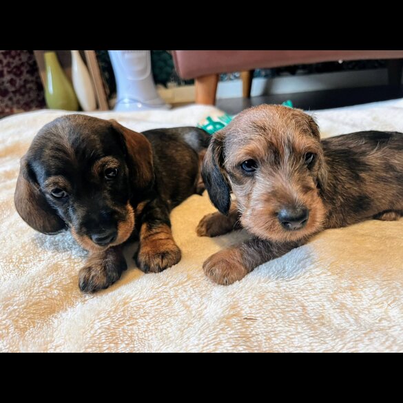 Dachshund (Standard &amp; Miniature) - Both