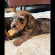 Dachshund (Standard &amp; Miniature) - Both