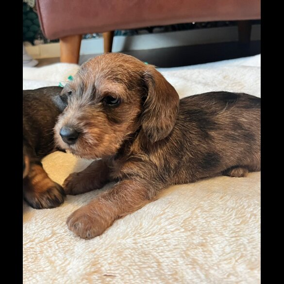 Dachshund (Standard &amp; Miniature) - Both