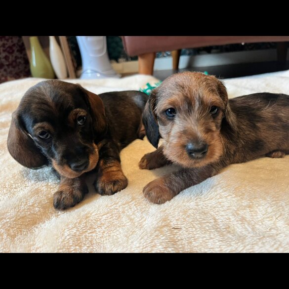 Dachshund (Standard &amp; Miniature) - Both