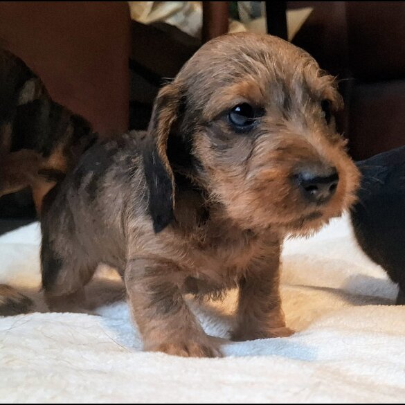 Dachshund (Standard &amp; Miniature) - Both