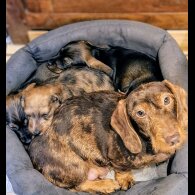 Dachshund (Standard &amp; Miniature) - Both