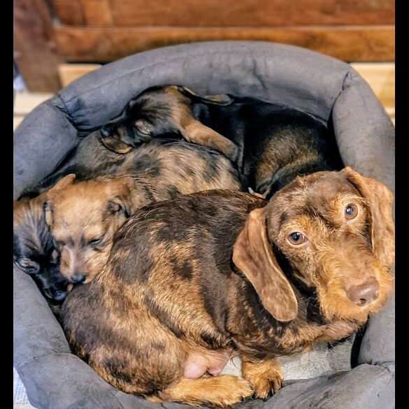 Dachshund (Standard &amp; Miniature) - Both