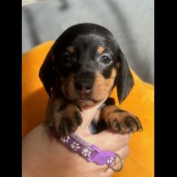 Dachshund (Standard &amp; Miniature) - Both