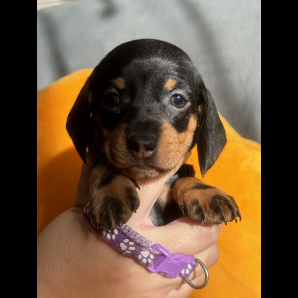 Dachshund (Standard &amp; Miniature) - Both