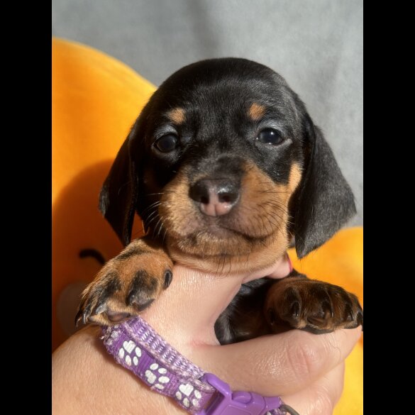 Dachshund (Standard &amp; Miniature) - Both