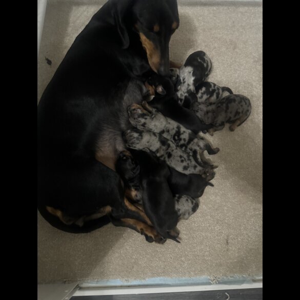 Dachshund (Standard &amp; Miniature) - Both