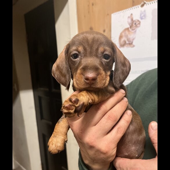 Dachshund (Standard &amp; Miniature) - Both